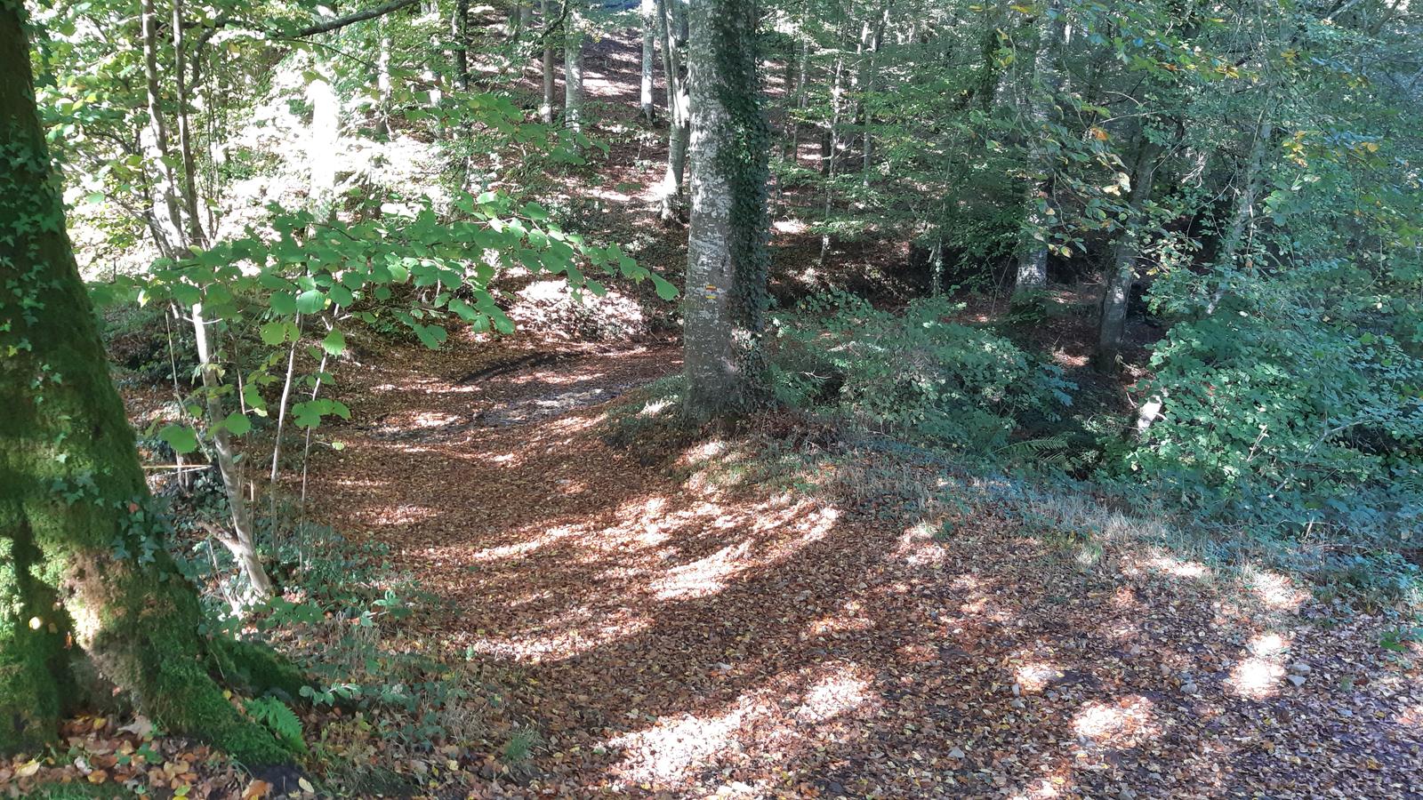 Sous-bois